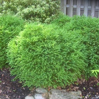 Globosa Nana Dwarf Japanese Cedar